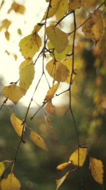 Huş ağacının sarı yaprakları arasında parlayan güzel sonbahar güneşinin dikey videosu. Güneş ışığıyla bulanık soyut bokeh. Işık demetleri. Çevre konsepti. Doğa arkaplanı