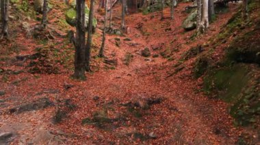 Parlak bir sonbahar ormanı ve güneşli bir günde Ulusal Park 'ta yosunlu büyük taşlar. Açık hava yaşam tarzı sağlıklı ve temiz hava için.