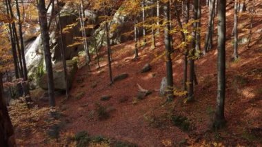 Güneşli bir günde Ulusal Park 'taki muhteşem renkli sonbahar ormanı ve kayaların insansız hava aracı görüntüsü. Açık hava yaşam tarzı sağlıklı ve temiz hava için.