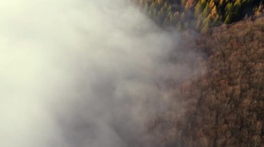 Dağlar ulusal parkı ya da rezervi korudu. Sonbahar sabahı sisli bir karaçam ormanının insansız hava aracı görüntüleri. Bulutlar tepelerden yuvarlanır. Gezgin şehvet hedefi