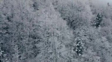 Sabah vakti sisli karla kaplı ağaçların hava manzarası. Güneşin doğuşundaki görkemli sis ormanının insansız hava aracı görüntüleri. İnanılmaz doğa manzarası. Ufukta sihirli sis
