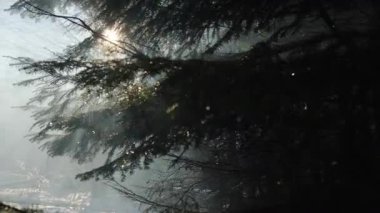 Duman içindeki muhteşem kış ormanı ve gün batımında temiz dağlar nehri. Güneş ışınları dumanın içinden güzelce geçer. Doğa konsepti. Seçici odak
