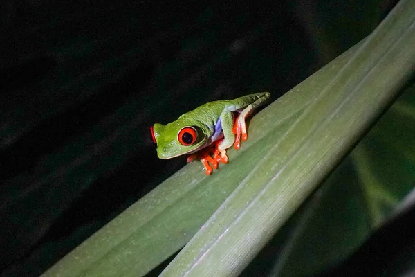 Grenouille Aux Yeux Rouges Costa Rica Est Originaire Des Forêts — Photo