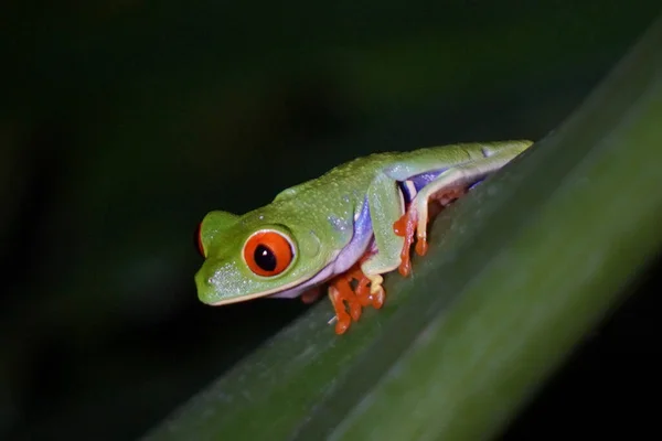 Laubfrosch Mit Roten Augen Costa Rica Sie Ist Den Wäldern — Stockfoto