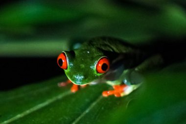 Kosta Rika 'da kırmızı gözlü ağaç kurbağası. Orta Amerika 'dan Kuzey-Batı Güney Amerika' ya kadar uzanan ormanlarda yaşar.