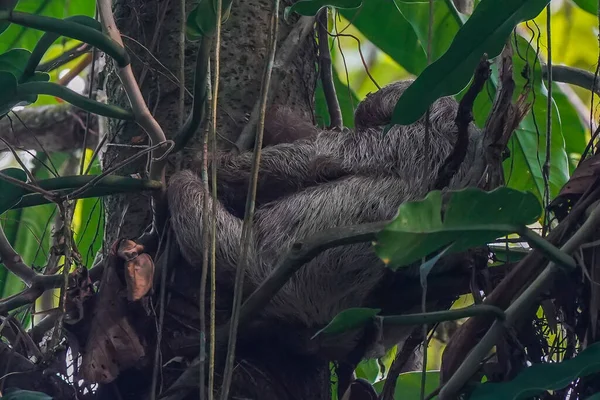 Velká Šedá Lenost Spí Větvi Stromu Kostarice — Stock fotografie