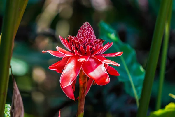 Torch Ginger Flower Etlingera Elatior Costa Rica — Foto de Stock