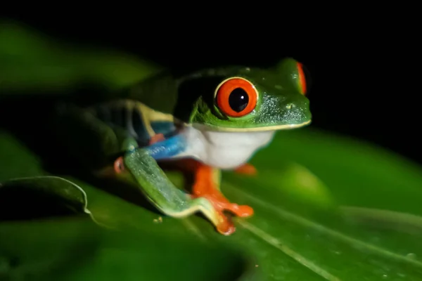 哥斯达黎加的红眼树蛙 它原产于中美洲至南美洲西北部的森林 — 图库照片