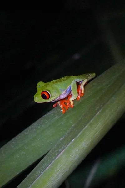 コスタリカの赤い目の木のカエル 中米から南米北西部の森林に自生します — ストック写真