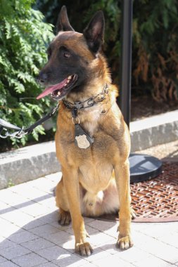 NYPD Ulaşım Bürosu K-9 köpeği New York 'ta güvenlik sağlıyor.