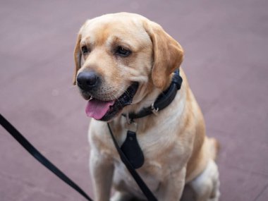 New York Polis Departmanı Ulaşım Bürosu K-9 köpeği New York 'ta güvenlik sağlıyor