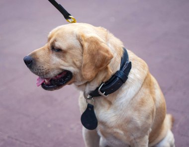 New York Polis Departmanı Ulaşım Bürosu K-9 köpeği New York 'ta güvenlik sağlıyor