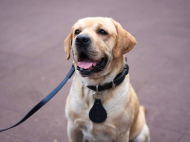 New York Polis Departmanı Ulaşım Bürosu K-9 köpeği New York 'ta güvenlik sağlıyor