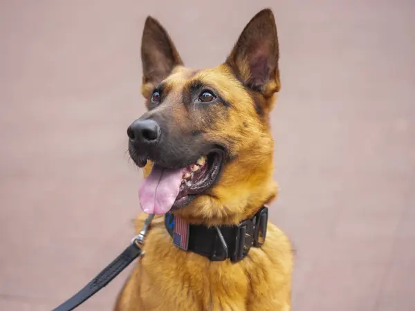 New York Rendőrség Közlekedési Iroda Kutyája Biztosítja Biztonságot New Yorkban Jogdíjmentes Stock Fotók