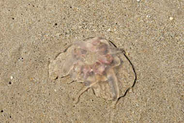 Güney Florida 'da kumlu bir sahilde Ay Denizanası