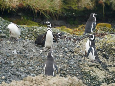 Tuckers 'taki Macellan Penguenleri Şili Patagonisi' ndeki İsletler