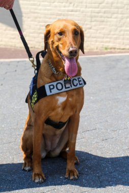 New York Polis Departmanı Ulaşım Bürosu K-9 köpeği New York 'ta güvenlik sağlıyor