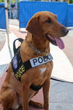 New York Polis Departmanı Ulaşım Bürosu K-9 köpeği New York 'ta güvenlik sağlıyor