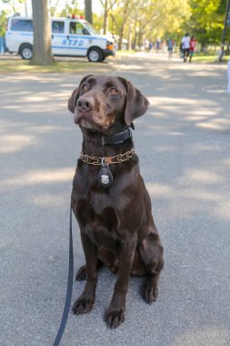 New York Polis Departmanı Ulaşım Bürosu K-9 köpeği New York 'ta güvenlik sağlıyor