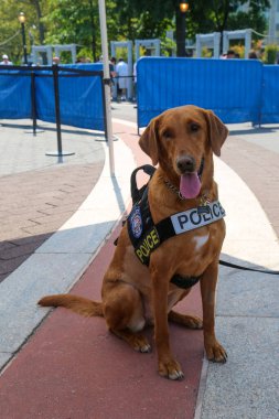 New York Polis Departmanı Ulaşım Bürosu K-9 köpeği New York 'ta güvenlik sağlıyor