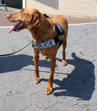 New York Polis Departmanı Ulaşım Bürosu K-9 köpeği New York 'ta güvenlik sağlıyor