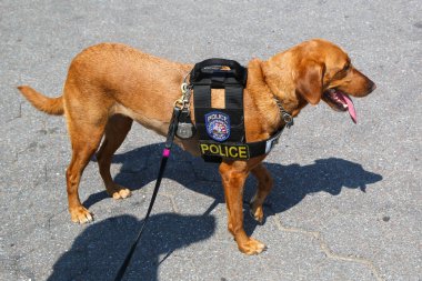 New York Polis Departmanı Ulaşım Bürosu K-9 köpeği New York 'ta güvenlik sağlıyor