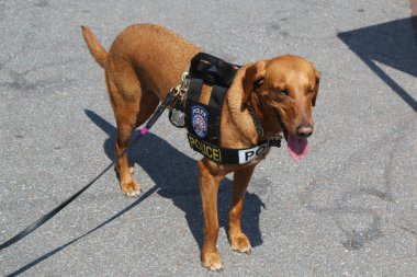 New York Polis Departmanı Ulaşım Bürosu K-9 köpeği New York 'ta güvenlik sağlıyor
