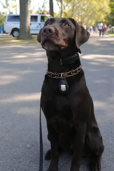 New York Police Department Doorvoer Bureau Hond Voor Beveiliging New — Stockfoto