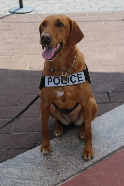 Departamento Policía Nueva York Oficina Tránsito Perro Proporcionando Seguridad Nueva — Foto de Stock