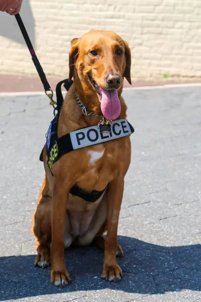 New York Police Department Transit Bureau Hund Som Tillhandahåller Säkerhet — Stockfoto