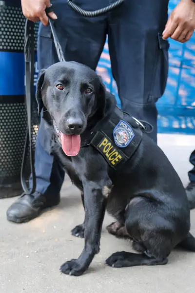 New York Police Department Transit Bureau Chien Assurant Sécurité New — Photo