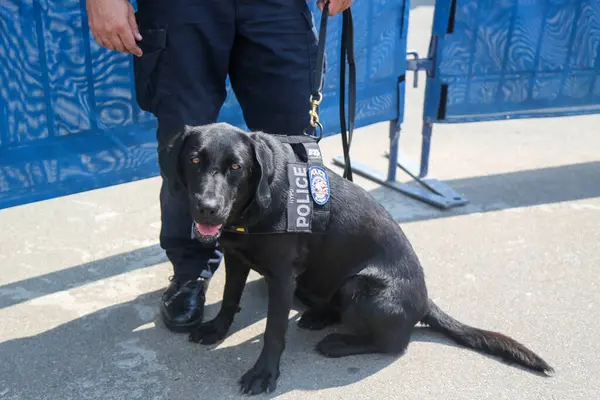 New York Police Department Transit Bureau Hund Som Tillhandahåller Säkerhet — Stockfoto