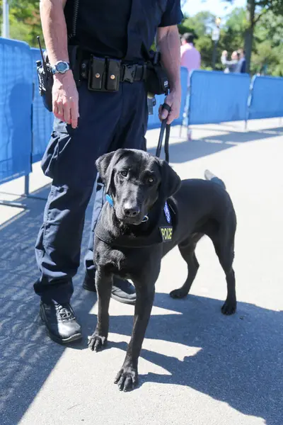 ニューヨーク市警の交通局K 9犬がニューヨークで警備を提供 — ストック写真
