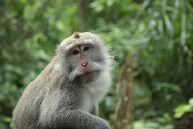 Ubud, Bali, Endonezya 'daki Kutsal Orman Mabedi' nde uzun kuyruklu bir maymun. Kutsal Maymun Ormanı, 1260 'ın üzerinde kuyruklu makağa ev sahipliği yapan Ubud, Bali' deki bir doğa koruma alanı ve tapınak kompleksidir.