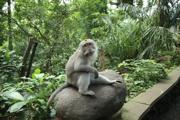 Ubud, Bali, Endonezya 'daki Kutsal Orman Mabedi' nde uzun kuyruklu bir maymun. Kutsal Maymun Ormanı, 1260 'ın üzerinde kuyruklu makağa ev sahipliği yapan Ubud, Bali' deki bir doğa koruma alanı ve tapınak kompleksidir.