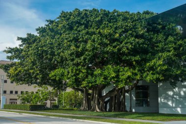 Banyan tree on front of  the Norton Museum of Arts new Heyman Plaza in West Palm Beach, Florida clipart