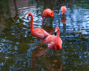 Pembe Flamingo doğada (Meksika)