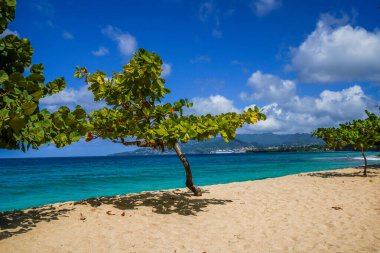 Grenada 'daki kumlu sahilde güneşli bir gün.