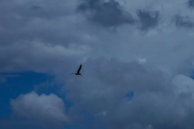 Atlantik Okyanusu üzerinde uçan gri pelikan