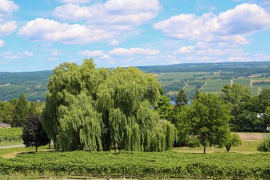 Finger Lakes bölgesindeki tipik manzara, New York 'un kuzeyinde.