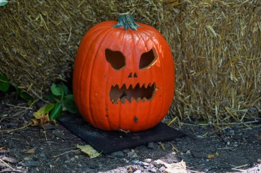 Cadılar Bayramı dekorasyonu için oyulmuş balkabakları