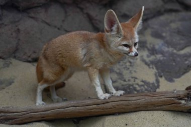 Fennec fox (Vulpes zerda), Kuzey Afrika çöllerine özgü bir tilkidir.