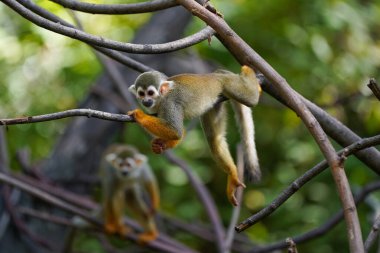 Bir ağaç dalına tünemiş sincap maymunu