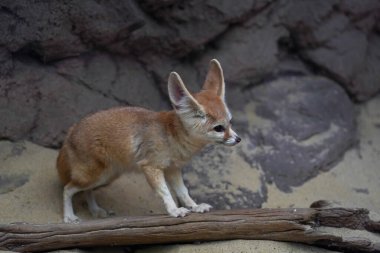 Fennec fox (Vulpes zerda), Kuzey Afrika çöllerine özgü bir tilkidir.
