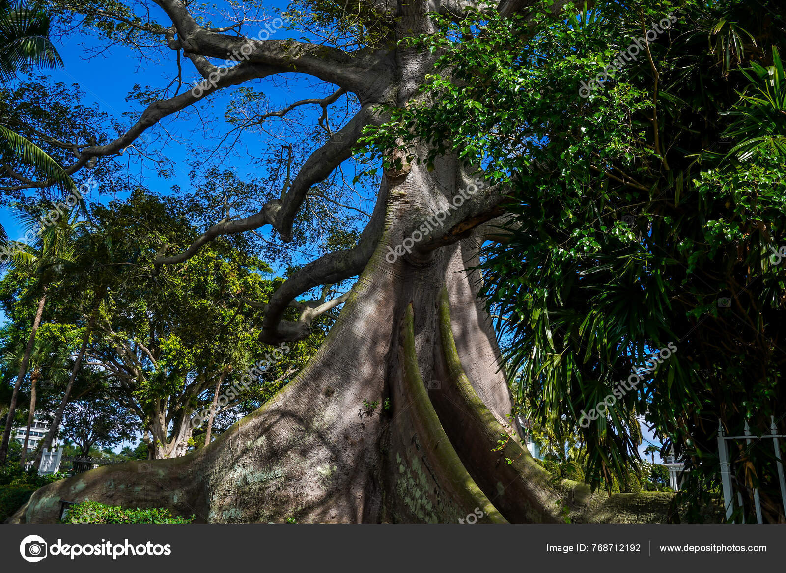 Ceiba pentandra images libres de droit, photos de Ceiba pentandra |  DepositPhotos, image size:1600x1167