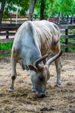 Dominik Cumhuriyeti Sığır Çiftliğinde Gri Brahman boğası