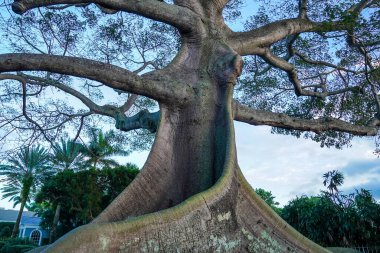 Florida Palm Beach 'teki dev Kapok Ağacı Flagler Müzesi' nin hemen güneyinde.