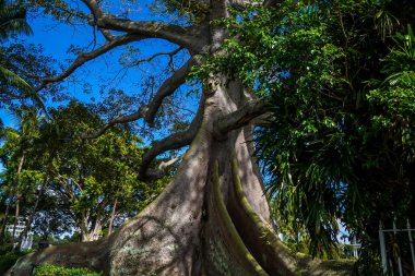 Florida Palm Beach 'teki dev Kapok Ağacı Flagler Müzesi' nin hemen güneyinde.