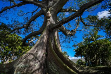 Florida Palm Beach 'teki dev Kapok Ağacı Flagler Müzesi' nin hemen güneyinde.