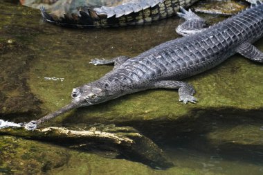 Bronx Hayvanat Bahçesindeki Ganj timsahları. Ganj timsahı (Gavialis gangeticus), yaşayan en uzun timsahlar arasında gavial veya balık yiyen timsah olarak da bilinir.